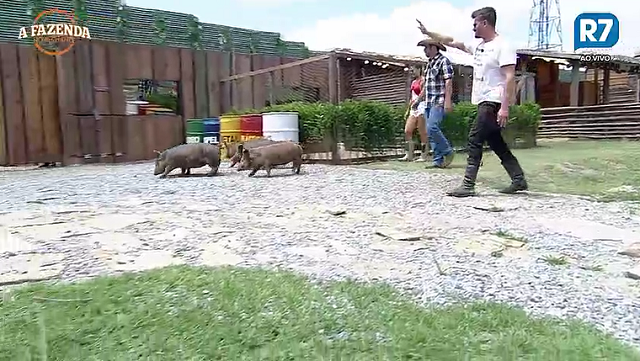 Marcos chama porco de Boninho em despedida dos animais no reality A Fazenda 9