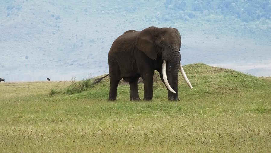 Elefante na Tanzânia