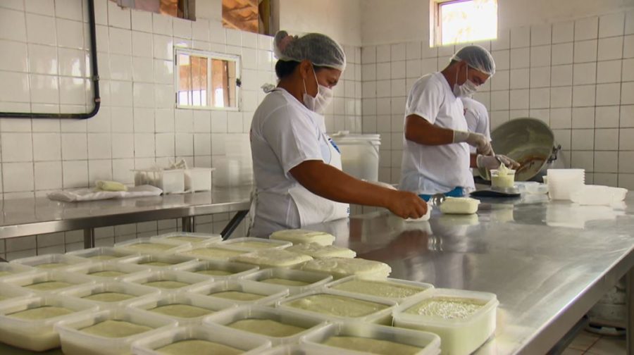 Queijaria em processo de produção do queijo do Marajó