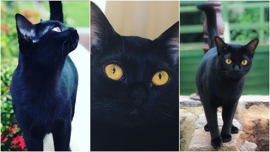 Gato Leon em O Sétimo Guardião: (Reprodução: Instagram)