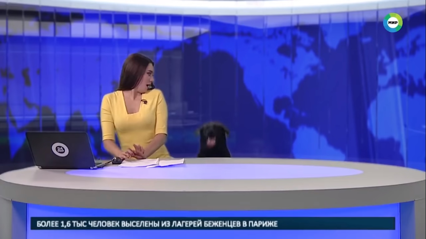 Cão apareceu de surpresa durante telejornal da Rússia