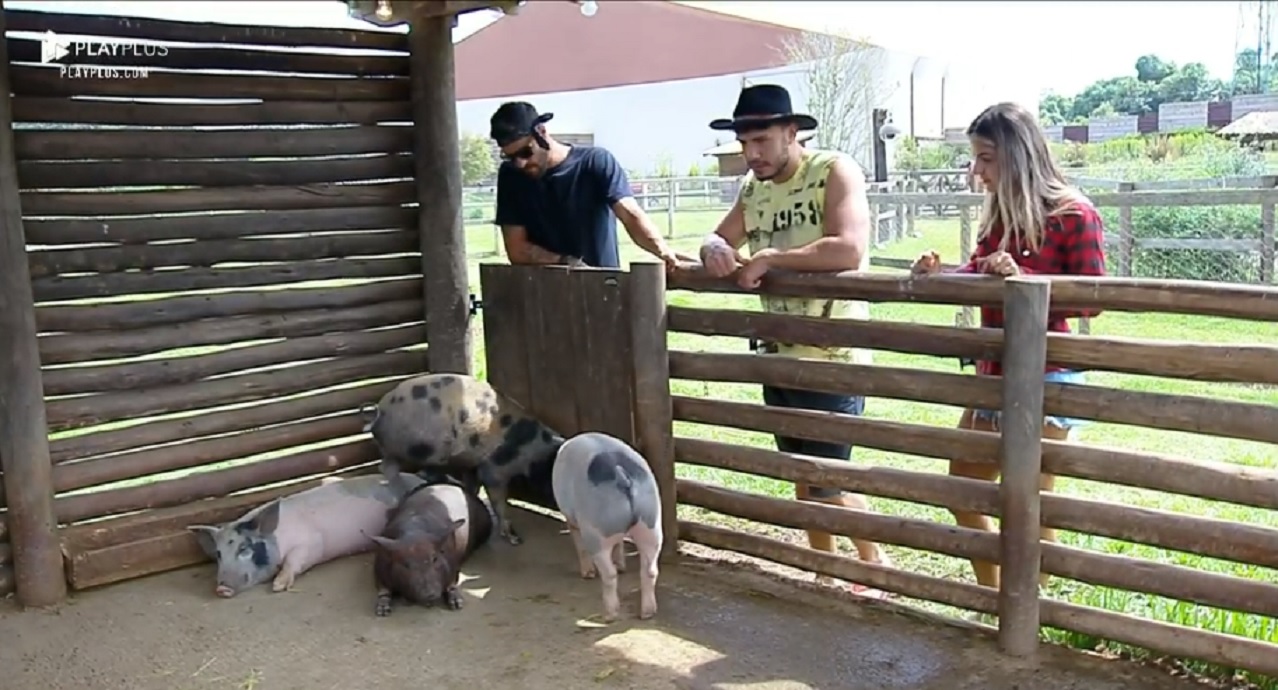 Lucas, Diego e Hariany se despedindo dos porcos em A Fazenda 11