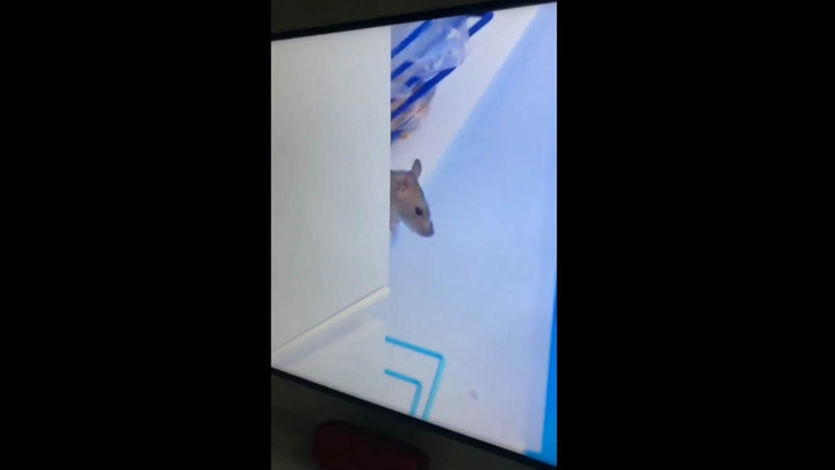 Um rato apareceu na cozinha do BBB20 (Reprodução/TVGlobo)