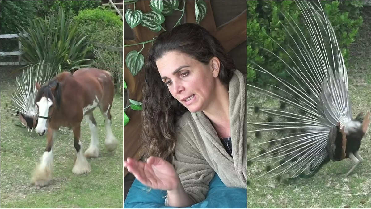 Luiza Ambiel discute com o cavalo Lyon e com pavão (Reprodução: PlayPlus)