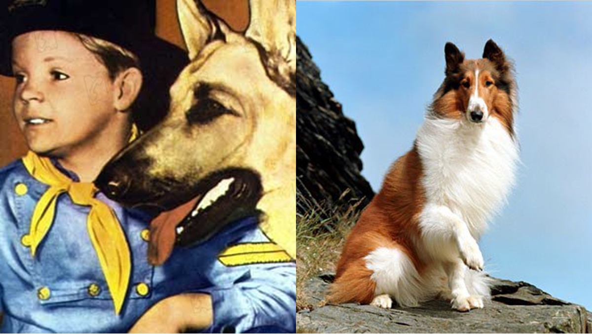 As Aventuras de Rin-Tin-Tin e Lassie (Reprodução)