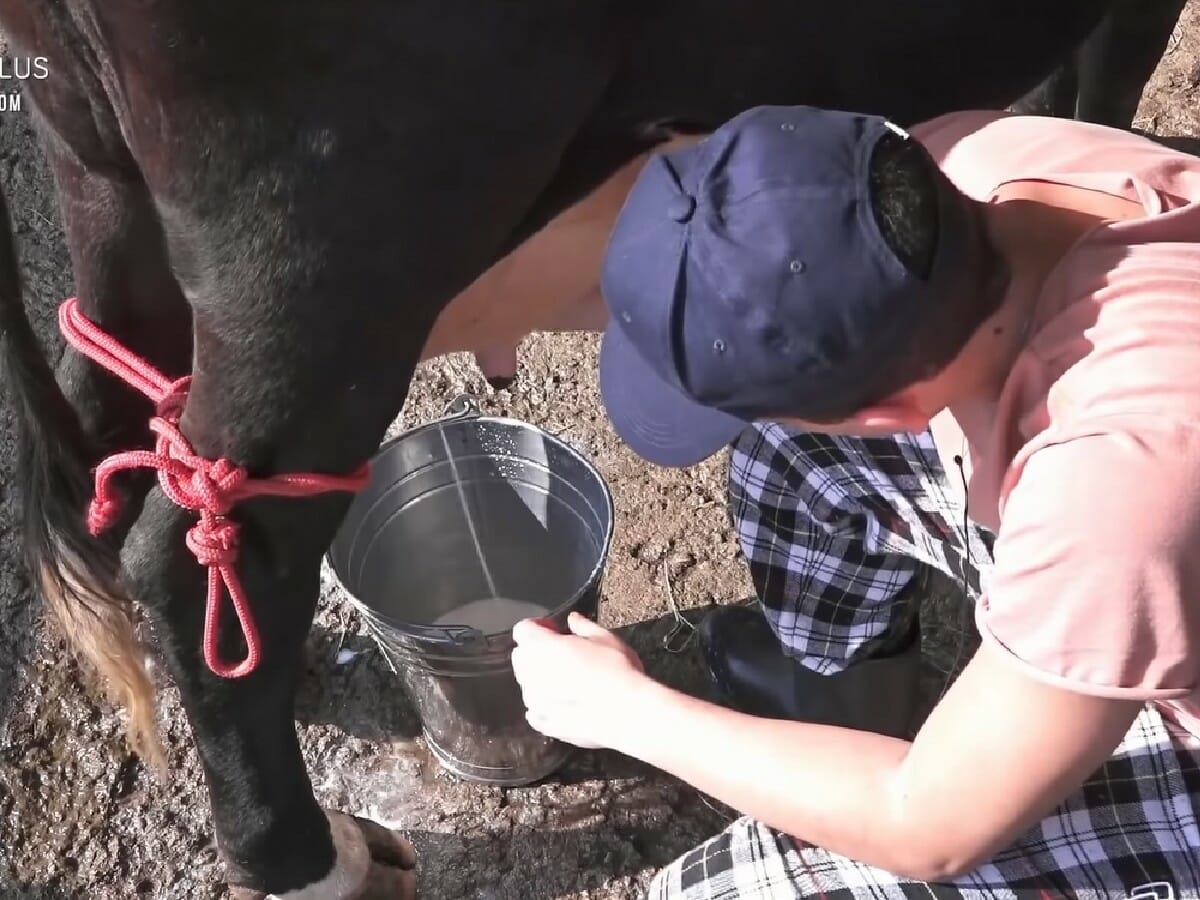 Lucas Selfie ordenha vaca em A Fazenda 12