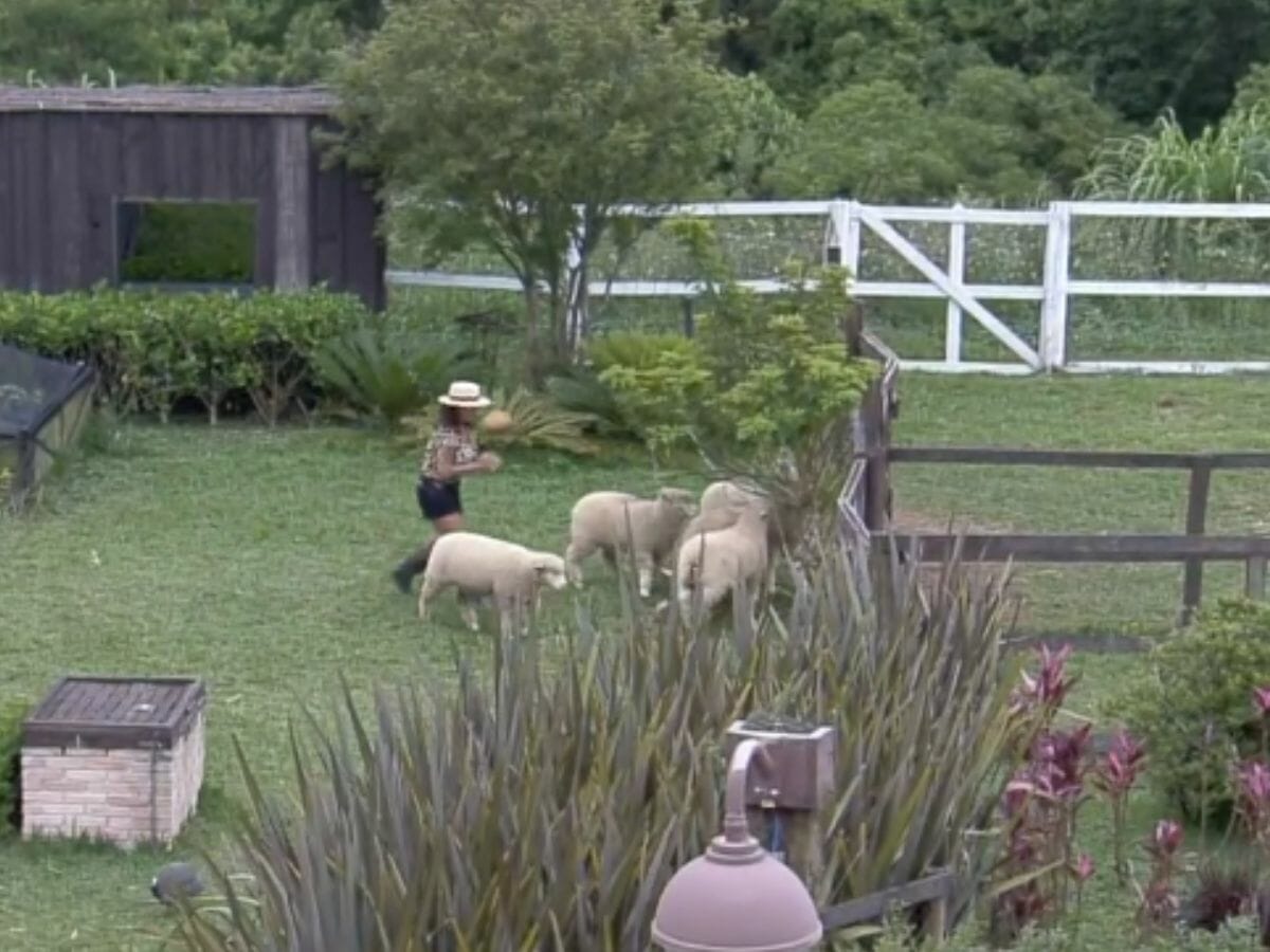 Solange Gomes brinca com as ovelhas em A Fazenda 13
