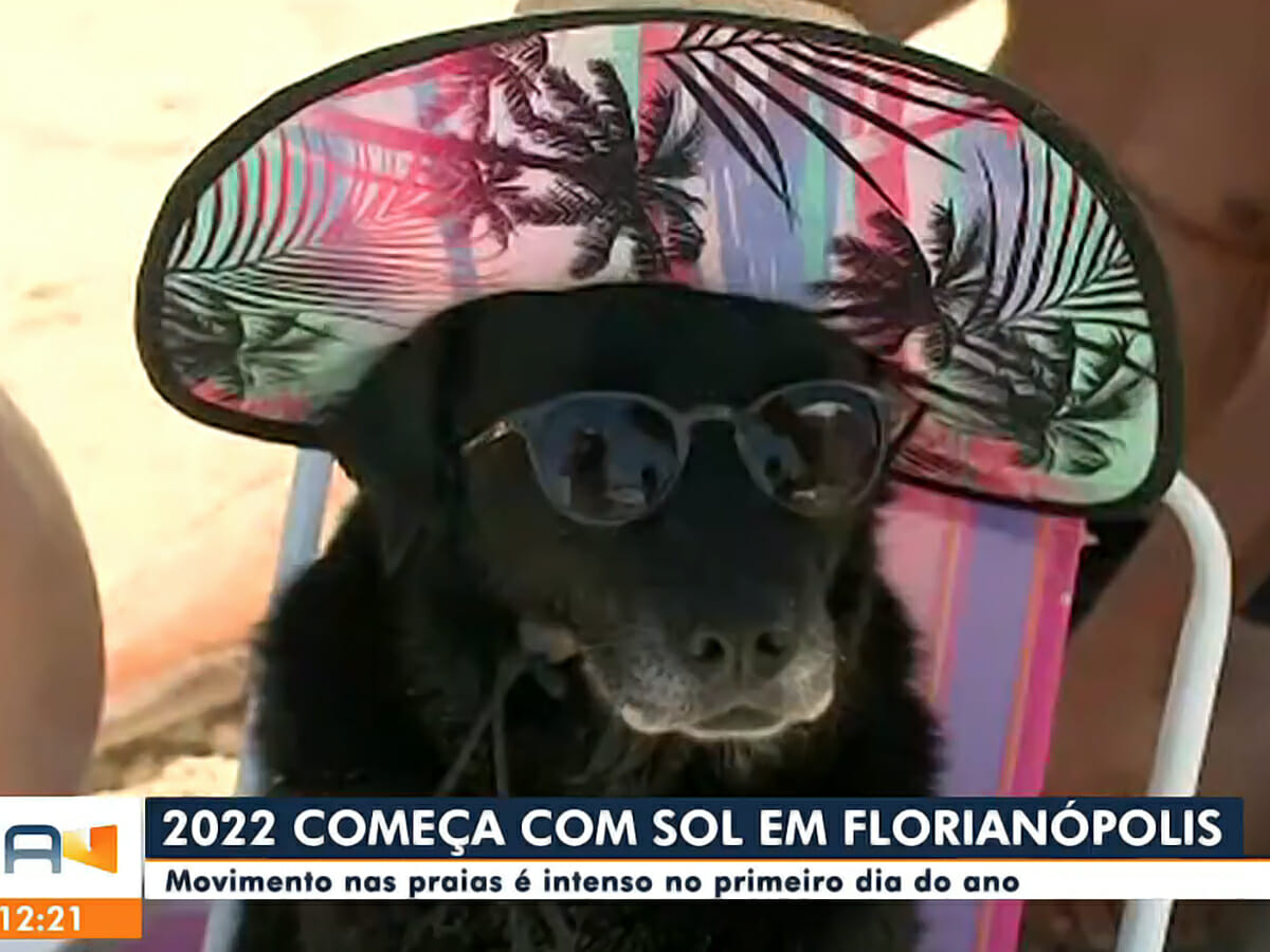 Laika, cachorrinha que viralizou ao aparecer pleníssima em praia de SC durante link da NSC TV, afiliada da Globo