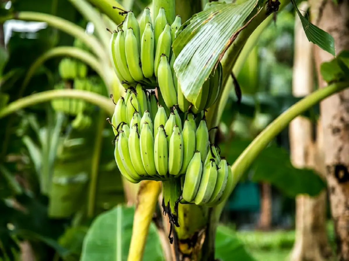 Banana, a fruta mais consumida no Brasil